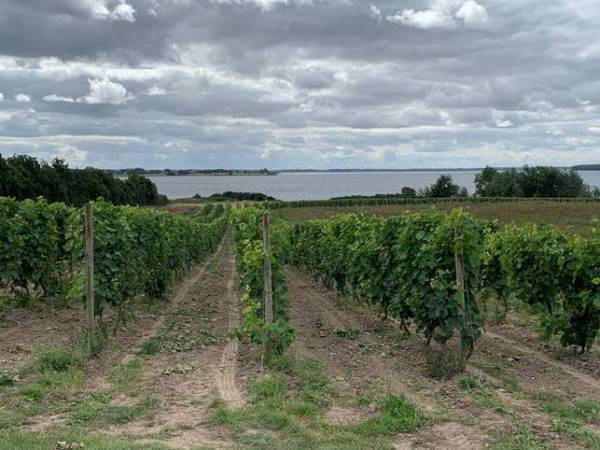 Denmark, a Future ‘Ugly Duckling’? – 25 Years of Wine Making in the Far&nbsp;North